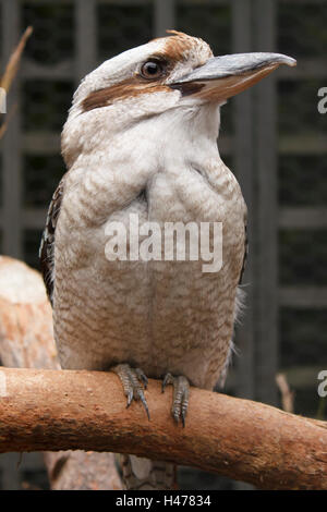 Kookaburra auf einem Ast Stockfoto