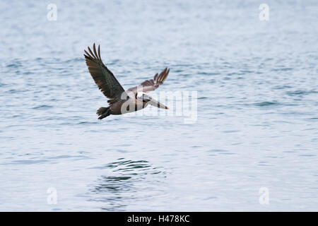 Nahaufnahme von einem große braune Pelikan fliegen über den Wellen in Panama Stockfoto