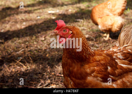 Hybrid-Rescue-Huhn Stockfoto