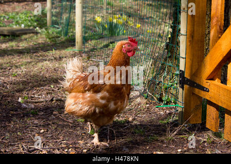 Hybrid-Rescue-Huhn Stockfoto