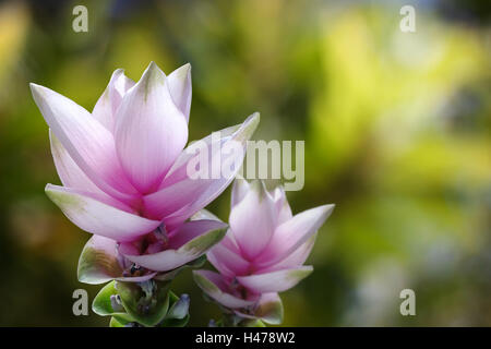 Siam-Tulpe oder Curcuma Alismatifolia Gagnep. die rosa Blüten in Chaiyaphum Provinz, Thailand. Stockfoto