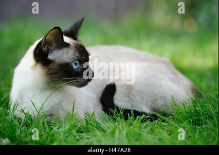 Siam Seal Point Katze, Wiese, liegend, Stockfoto