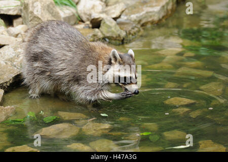 Racoon, Procyon Lotor, Ufer, Wasser, Seitenansicht, Stockfoto