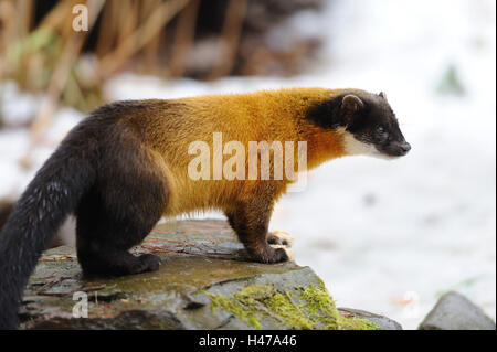 Farbige Martens, Martes Flavigula, Stein, Ständer, Seitenansicht, Stockfoto