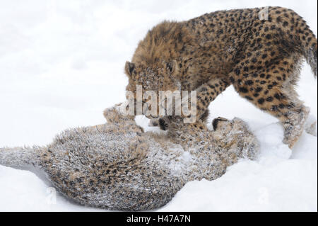 Für Geparden, Acinonyx Jubatus, junge Tiere, Winter, Schnee, Spiel, Stockfoto