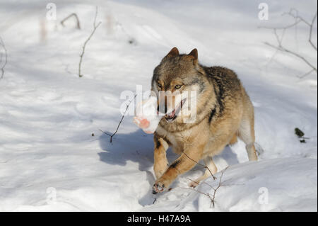 Europäischer Wolf, Canis Lupus Lupus, Beute, Winter, Schnee, frontal, laufen, Stockfoto