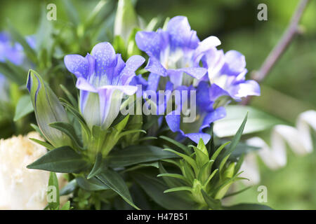 Enzian-Blüten, Enzian, Blüten, Blumen, Blüten, Blüte, blau, Blätter, mittlere Nahaufnahme, Pflanze, Blütenblätter, Alpen, Natur, Alpenregion, Botanik, Gentiana, Gentianaceae, Stockfoto