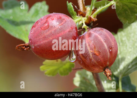 Gabel, Stachelbeeren, mittlere Nahaufnahme Stockfoto