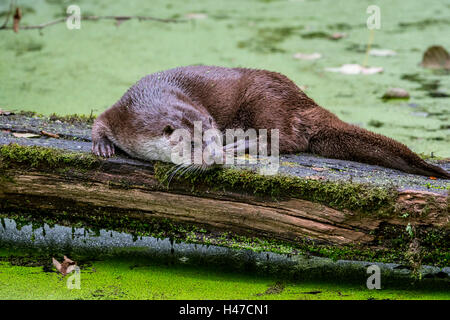 Europäischen Fischotter (Lutra Lutra) ruht auf Log über Teich in Wasserlinsen bedeckt Stockfoto