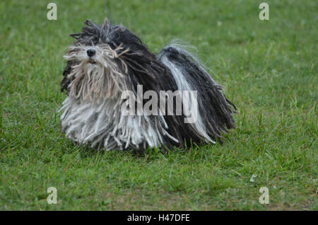 Heiliges Antlitz eines zottigen schwarz-weiß Puli Hund. Stockfoto