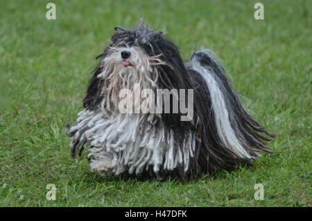 Schwarz / weiß Puli Hund an der Leine. Stockfoto