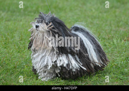 Entzückenden kleinen schwarzen und weißen Puli Hund. Stockfoto