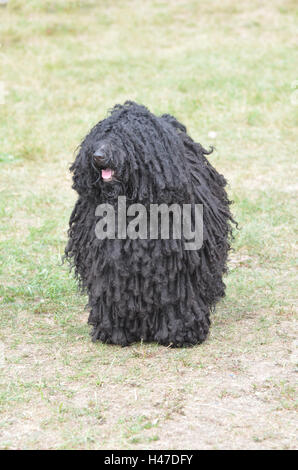 Dicke Schwarze Locken Auf Ein Schwarzer Puli Welpen Hund Stockfotografie Alamy