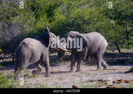 Afrika, Namibia, Chobe Nationalpark, Elefant, kämpfen, Stockfoto