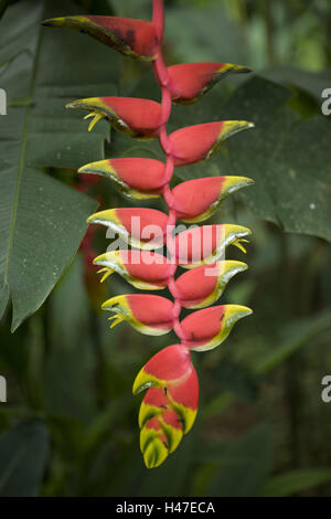 Geschnäbelte Helikonie, Hanging Lobster Claw, Heliconia Rostrata, Provinz Alajuela, Costa Rica, Vulkan Arenal Nationalpark, Stockfoto