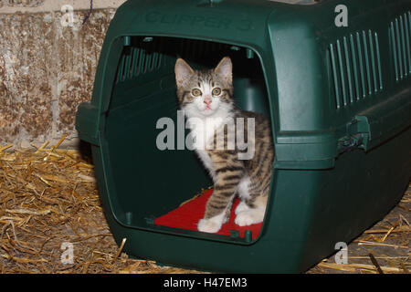 Junge Haus Katze in die Katze Korb, Stockfoto