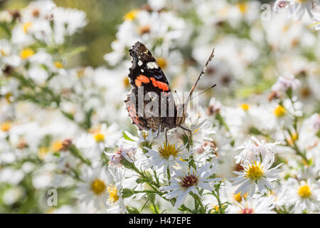 Roter Admiral Schmetterling Stockfoto