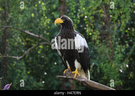 Riesigen See-Adler, Stockfoto