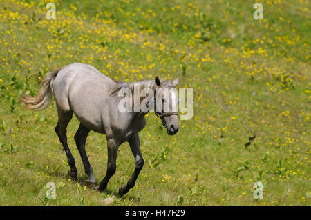 Inländische Hores, Equus Ferus Caballus, Seitenansicht, Lauf, Blumenwiese, Landschaft, Stockfoto