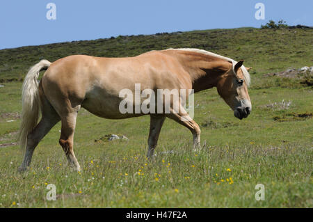 Inländische Hores, Equus Ferus Caballus, Seitenansicht, Go, Himmel, Landschaft, Stockfoto