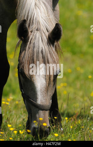 Inländische Hores, Equus Ferus Caballus, Porträt, frontal, Essen, Wiese, Blumen Stockfoto