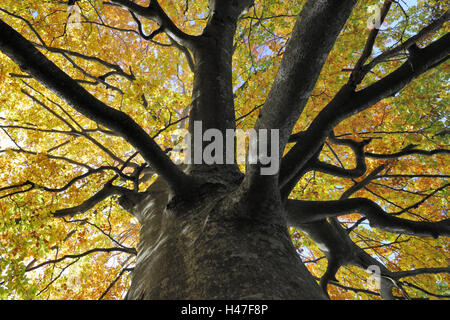 Copper Beech, Fagus Sylvatica, außerhalb, Blätter, niemand, Baum, Buch, Buche, Holz, Stamm, Äste, Herbst, Laub, Herbstlaub, breitblättrigen Baum, Stockfoto