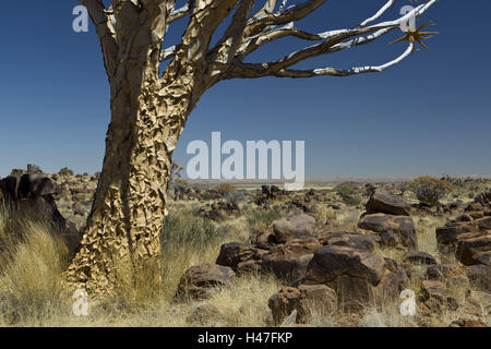 Afrika, Namibia, Region Karas, Keetmanshoop, Köcher Holz mit Keetmanshoop, Köcherbaum, Quivertree Forest, Stockfoto