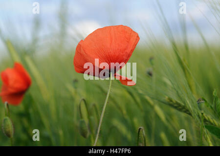 Clap Mohn, Papaver Rhoeas, Getreidefeld, Blüte, konzentrieren sich auf den Vordergrund, Deutschland, Stockfoto