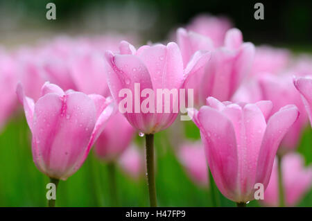 Tulpe "Peerless Pink", rosa, Blüte, Deutschland, Stockfoto