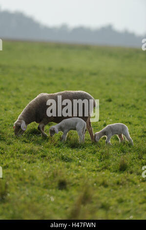 Hausschafe, Ovis Orientalis Aries, Mutter Tier mit Lämmer, Seitenansicht, stehen, Stockfoto