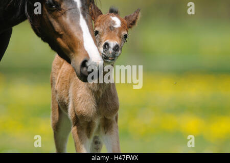 Welsh Pony, Mutter mit Fohlen, Vorderansicht, stehen, Blick in die Kamera, Stockfoto