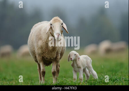 Hausschafe, Ovis Orientalis Aries, Mutter Tier mit Lamm, Vorderansicht, stehen, Blick in die Kamera, Stockfoto