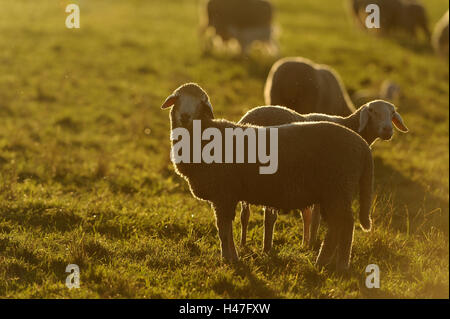 Hausschafe, Ovis Orientalis Aries, Vorderansicht, stehend, Blick in die Kamera, Hintergrundbeleuchtung, Stockfoto