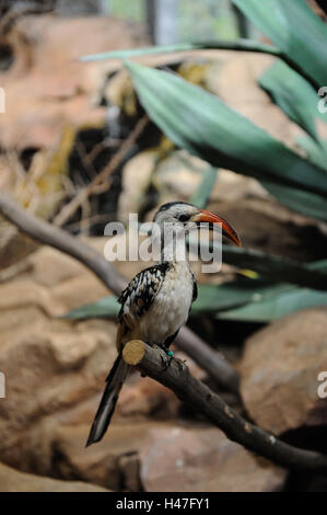 Nördlichen rot-billed Hornbill Tockus Erythrorhynchus, Seitenansicht, sitzen, Zweig, Stockfoto