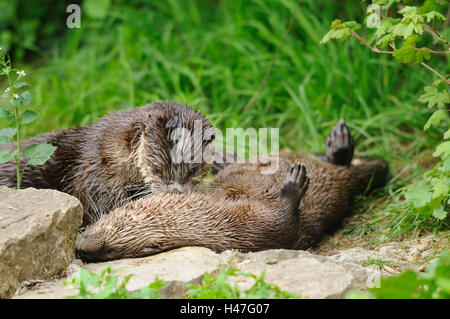 Kanadische Fischotter Lutra Canadensis, Seitenansicht, Lüge, Blick in die Kamera Stockfoto