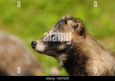 Marten es Hund, Nyctereutes Procyonoides, Porträt, Seitenansicht, Stockfoto