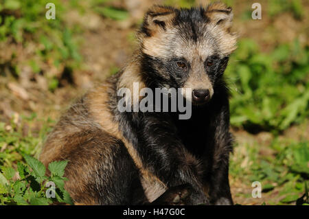 Marten es Hund, Nyctereutes Procyonoides, Wiese, Sit, frontal, Blick in die Kamera Stockfoto