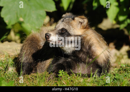 Marten es Hund, Nyctereutes Procyonoides, Wiese, Seitenansicht, Lüge, Stockfoto