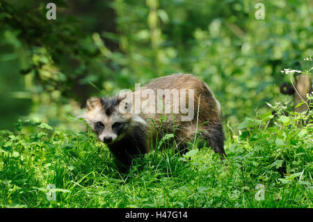 Marten es Hund, Nyctereutes Procyonoides, Wiese, Seitenansicht, Ständer, Blick in die Kamera Stockfoto