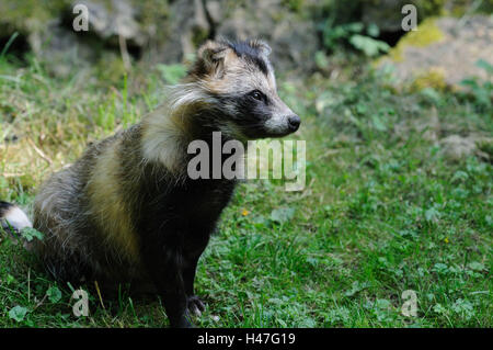 Marten es Hund, Nyctereutes Procyonoides, Wiese, Seitenansicht, Sit, Stockfoto