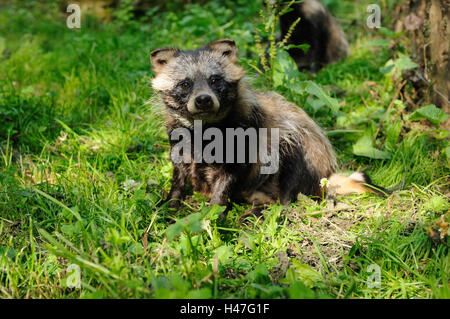 Marten es Hund, Nyctereutes Procyonoides, Wiese, Sit, frontal, Blick in die Kamera Stockfoto