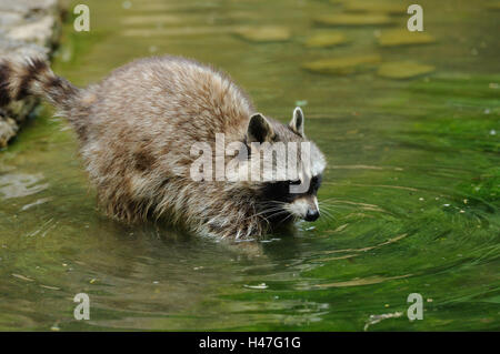 Racoon, Procyon Lotor, Wasser, Seitenansicht, Ständer, Stockfoto