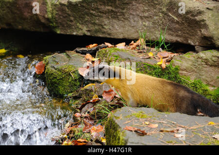 Farbige Marder Martes Flavigula, Seitenansicht, Ständer, Wasserlauf, Bach, Stockfoto