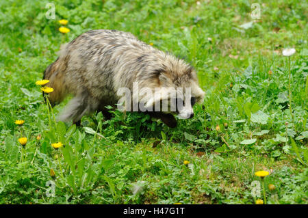 Marten es Hund, Nyctereutes Procyonoides, Wiese, Seitenansicht, gehen, Stockfoto