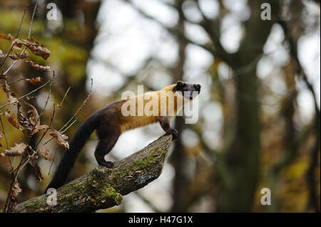 Farbig, Martens, Martes Flavigula, Seitenansicht, Ständer, Zweig, Blick in die Kamera Stockfoto