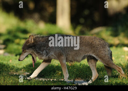 Timberwolf, Canis Lupus LYKAON, Wiese, Seitenansicht, Go, Gähnen, Stockfoto