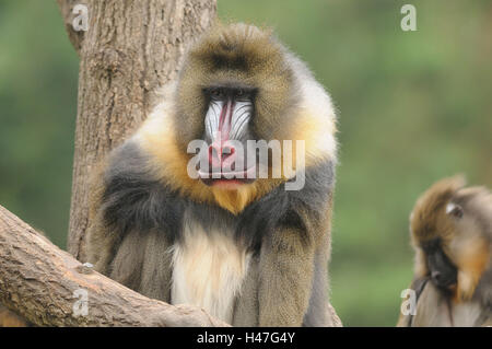 Mandrill, Mandrillus Sphinx, Porträt, Vorderansicht, sitzen, Blick in die Kamera, Fokus auf den Vordergrund, Stockfoto