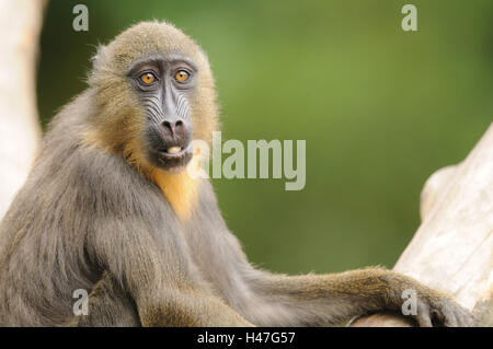 Mandrill, Mandrillus Sphinx, Porträt, Seitenansicht, sitzen, Blick in die Kamera, Fokus auf den Vordergrund, Stockfoto