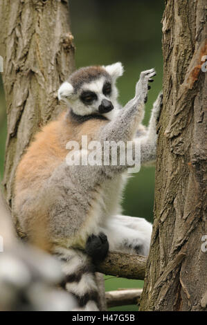 Katta Lemur Catta, Ast, Stamm, Seitenansicht, sitzen, schlafen, Blick in die Kamera, Fokus auf den Vordergrund, Stockfoto