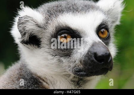 Katta Lemur Catta, Porträt, frontal, Nahaufnahme, Blick in die Kamera, Fokus auf den Vordergrund, Stockfoto